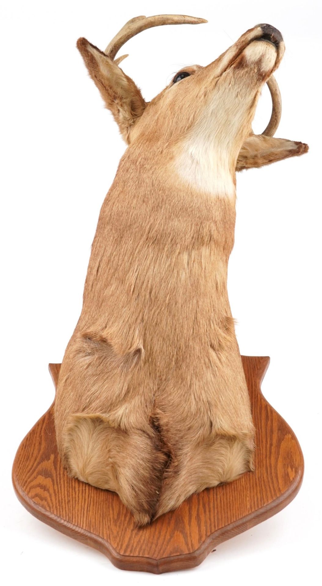 Large taxidermy interest stag's head mounted on an oak shield shaped back, overall 95cm high - Image 2 of 3