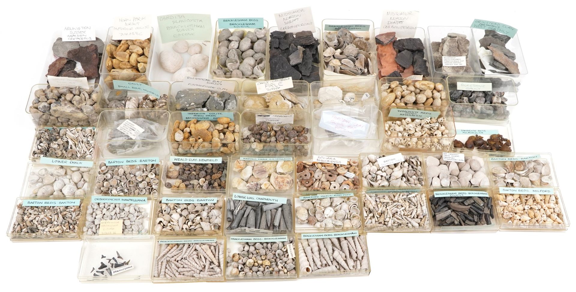 Large collection of Natural history and Geology interest fossils and shells including Orbirhynchia