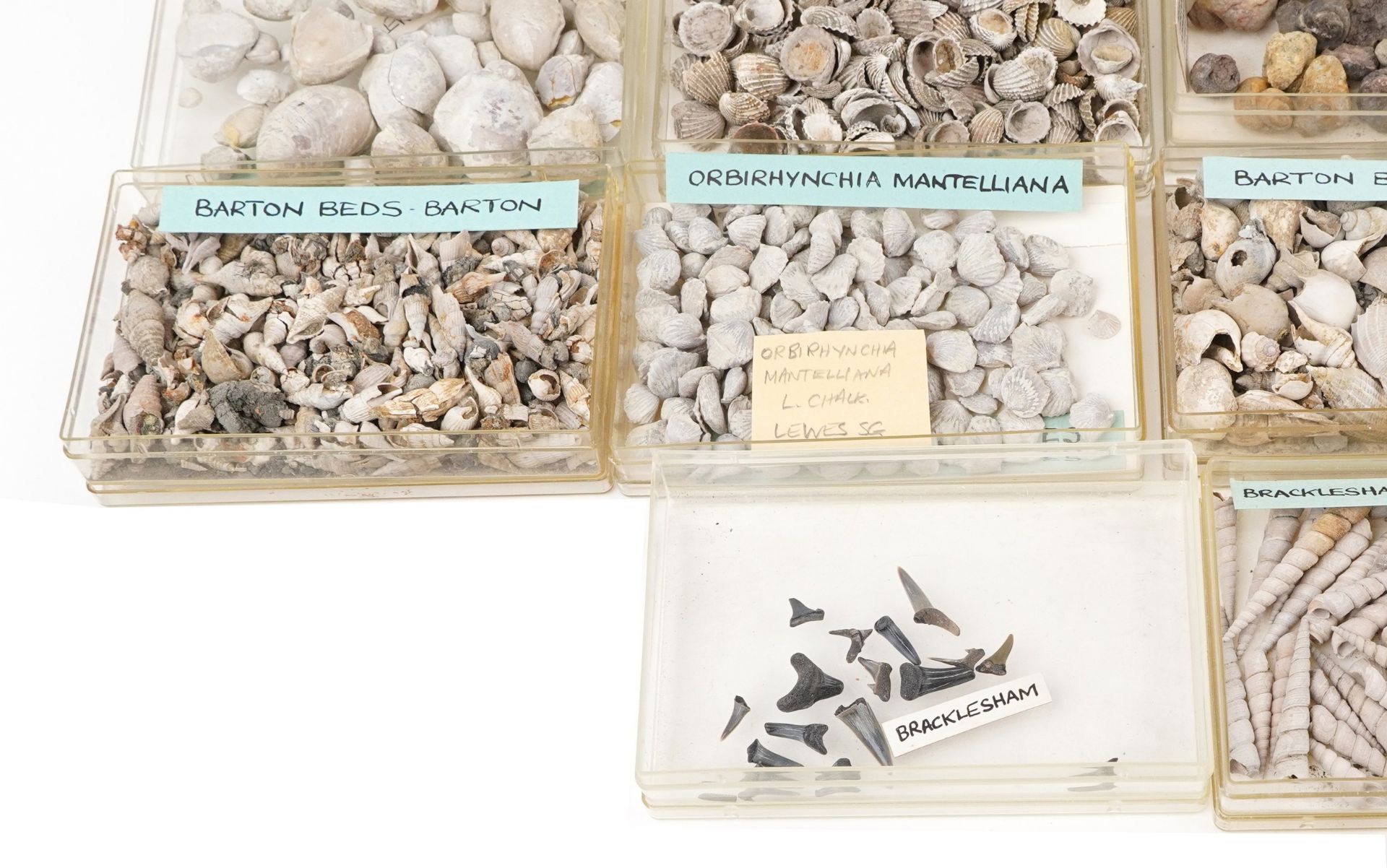 Large collection of Natural history and Geology interest fossils and shells including Orbirhynchia - Image 8 of 10