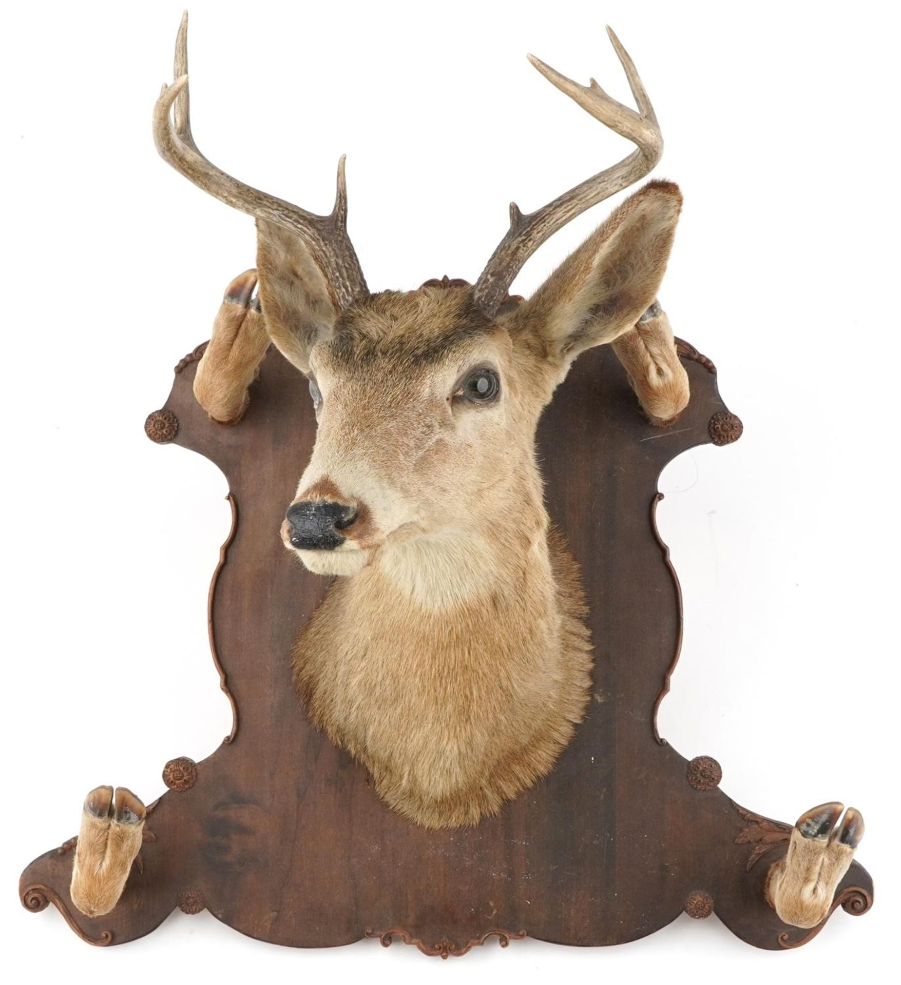 Large taxidermy interest stag's head and hooves mounted on an oak shield shaped back with four