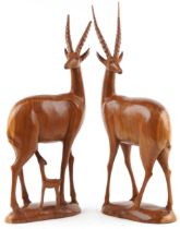 Large pair of carved hardwood antelopes, the largest 66cm high