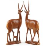 Large pair of carved hardwood antelopes, the largest 66cm high