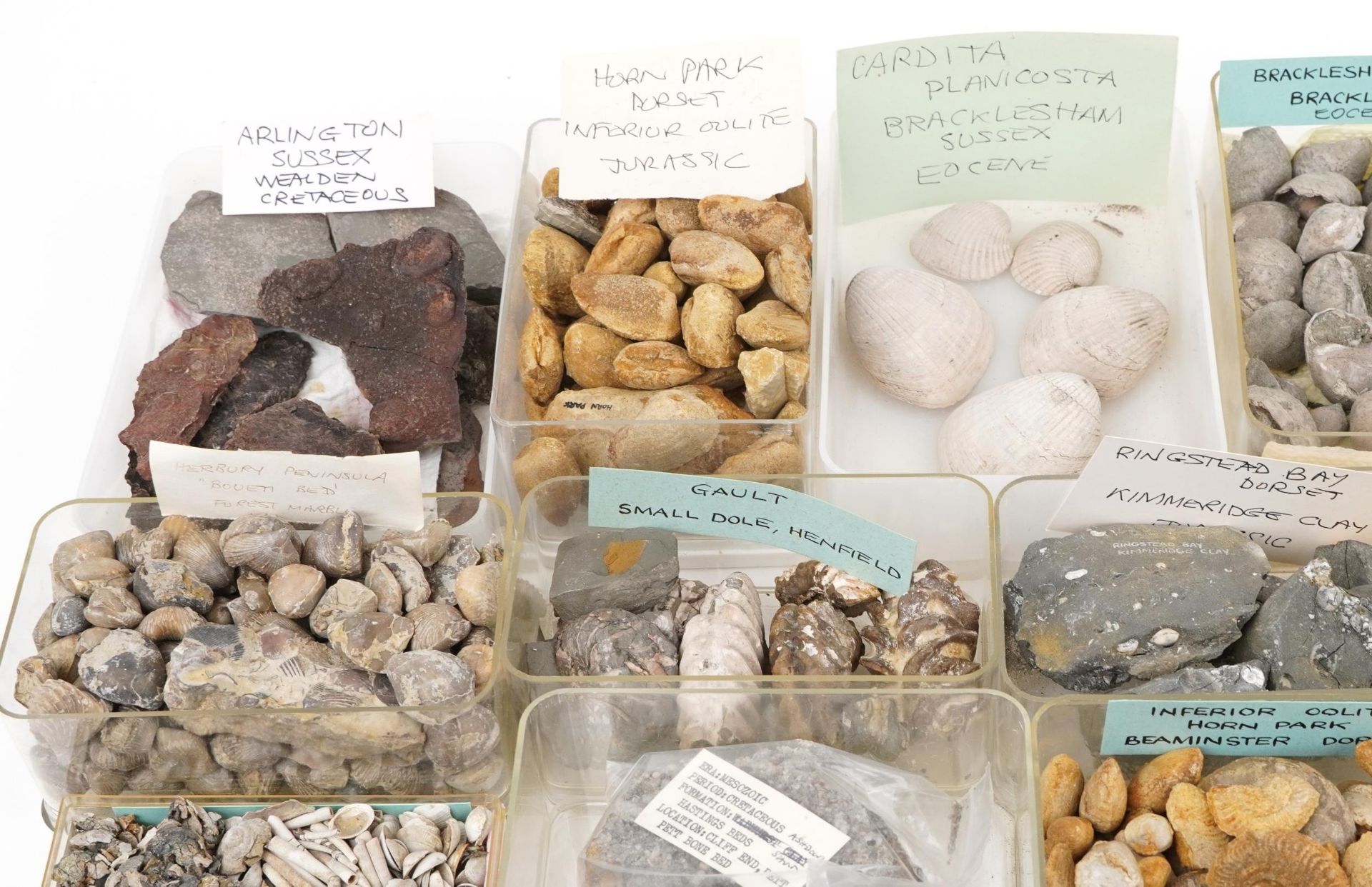 Large collection of Natural history and Geology interest fossils and shells including Orbirhynchia - Image 2 of 10