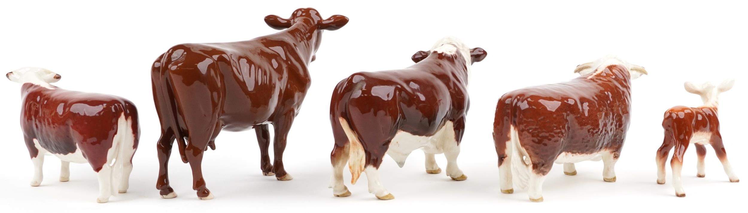 Five Beswick collectable cattle including Red Poll cow, two Ch of Champions Hereford bull and Polled - Image 2 of 4