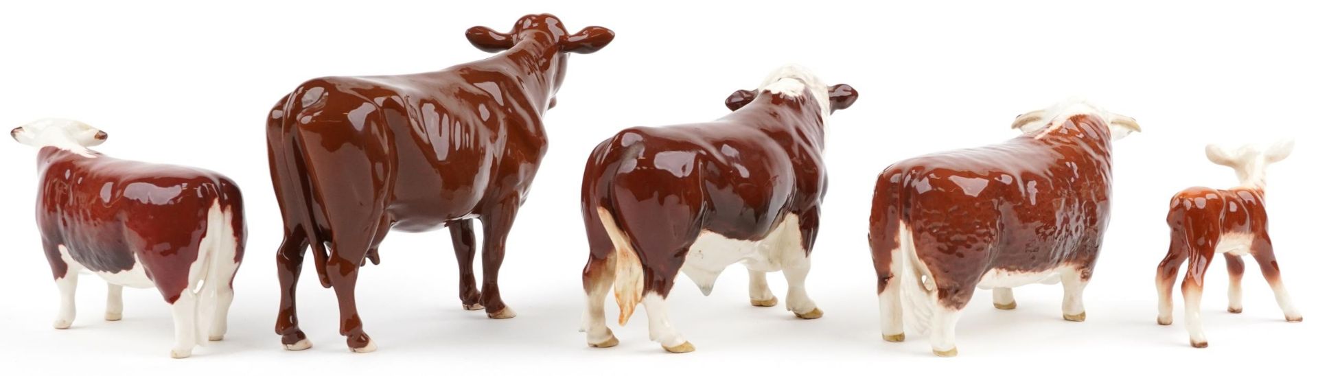 Five Beswick collectable cattle including Red Poll cow, two Ch of Champions Hereford bull and Polled - Image 2 of 4