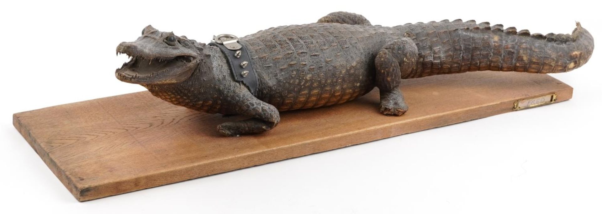 Taxidermy interest crocodile on hardwood base, 94.5cm in length
