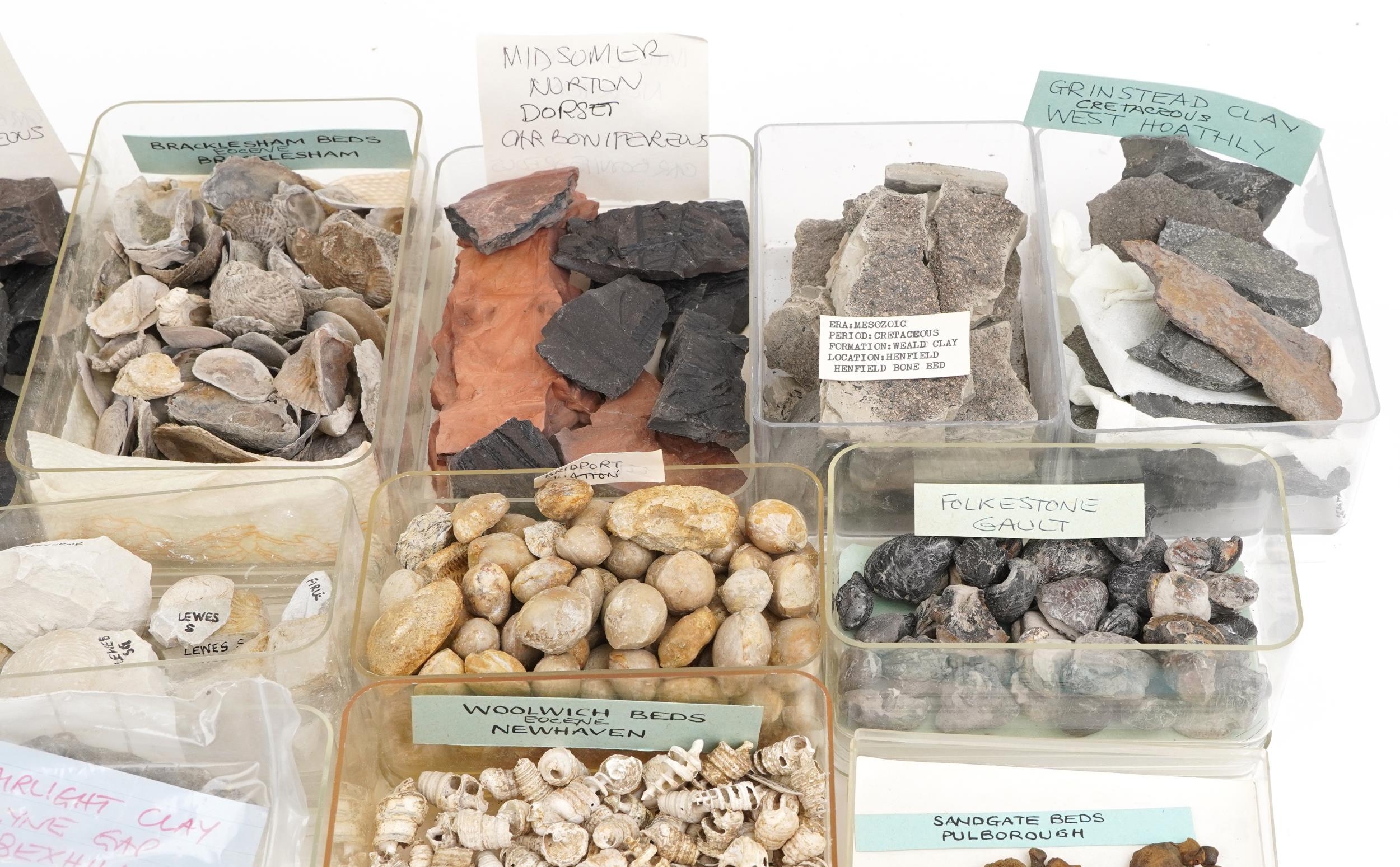 Large collection of Natural history and Geology interest fossils and shells including Orbirhynchia - Image 4 of 10