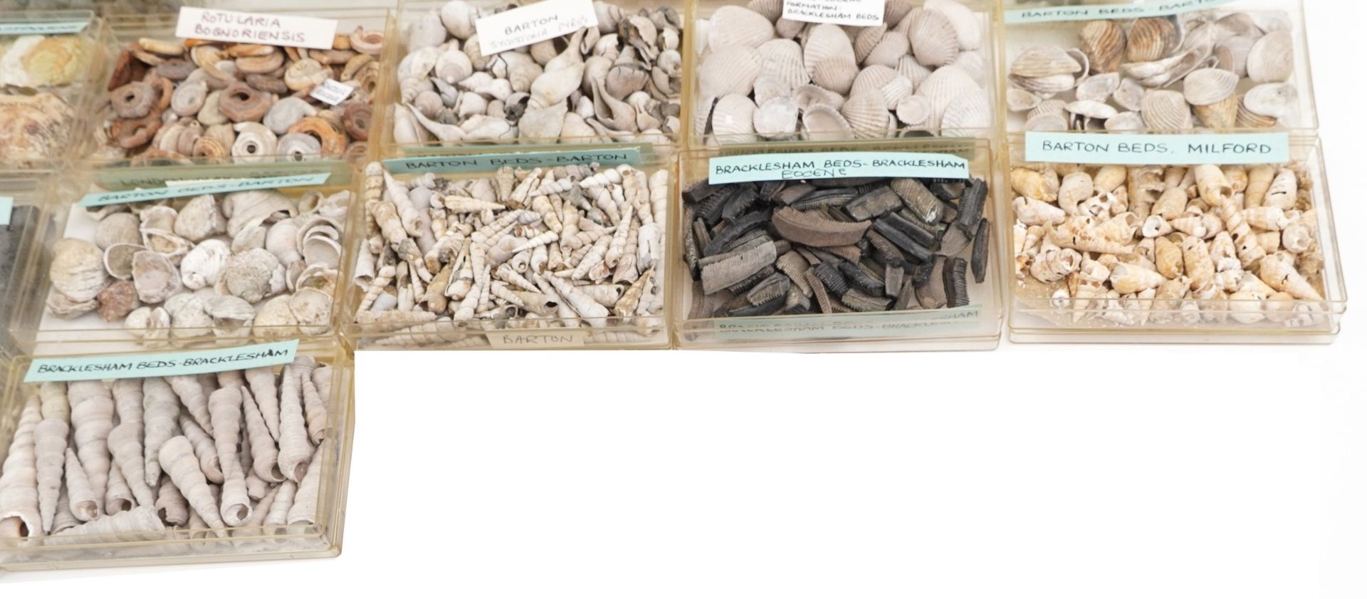 Large collection of Natural history and Geology interest fossils and shells including Orbirhynchia - Image 10 of 10