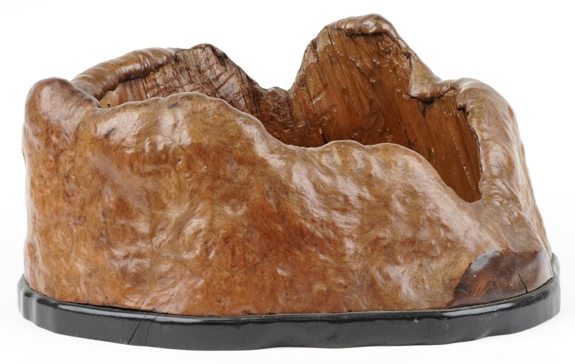 Japanese burled elm Hibachi planter, 42cm wide