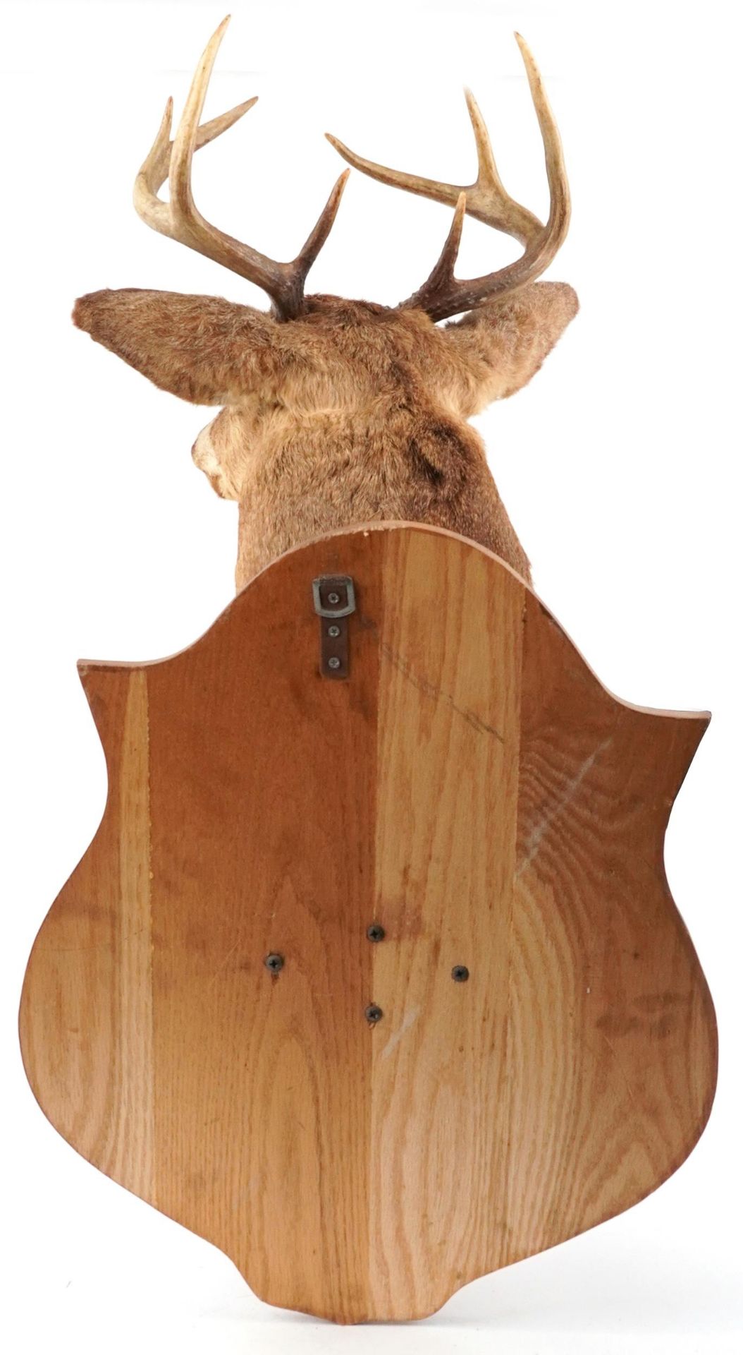 Large taxidermy interest stag's head mounted on an oak shield shaped back, overall 95cm high - Image 3 of 3