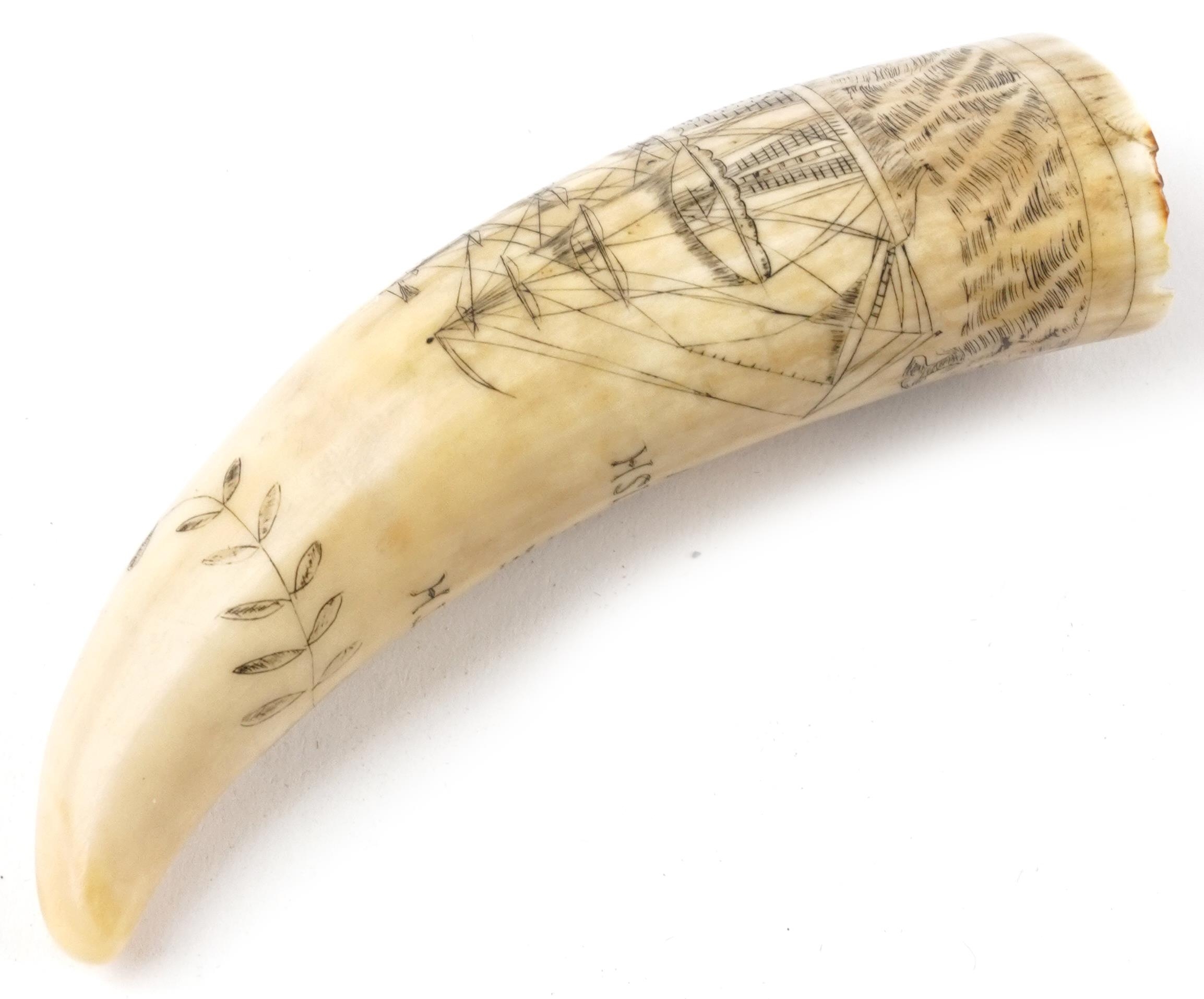 Antique sailor's scrimshaw whale's tooth engraved with whalers beside a rigged ship inscribed - Image 5 of 6