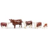 Five Beswick collectable cattle including Red Poll cow, two Ch of Champions Hereford bull and Polled