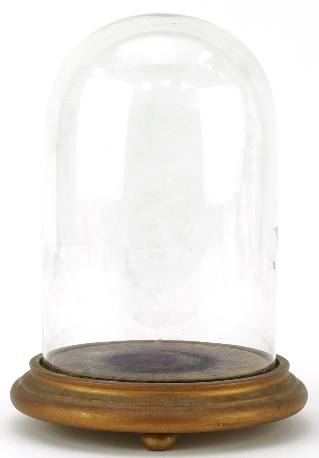 Taxidermy interest glass clock dome on gilt painted hardwood stand, 23cm high - Bild 2 aus 3