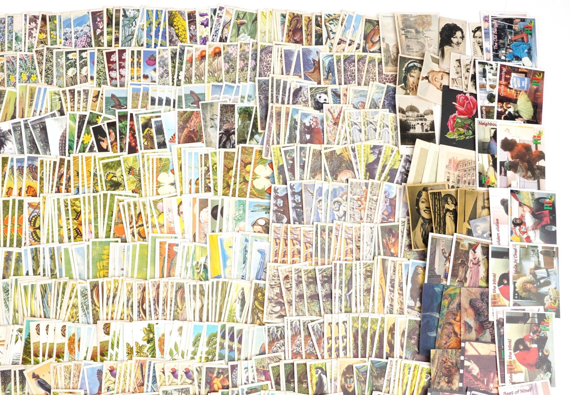 Extensive collection of cigarette cards including Brooke Bond Asian Wildlife, Carreras Film Stars - Bild 4 aus 16