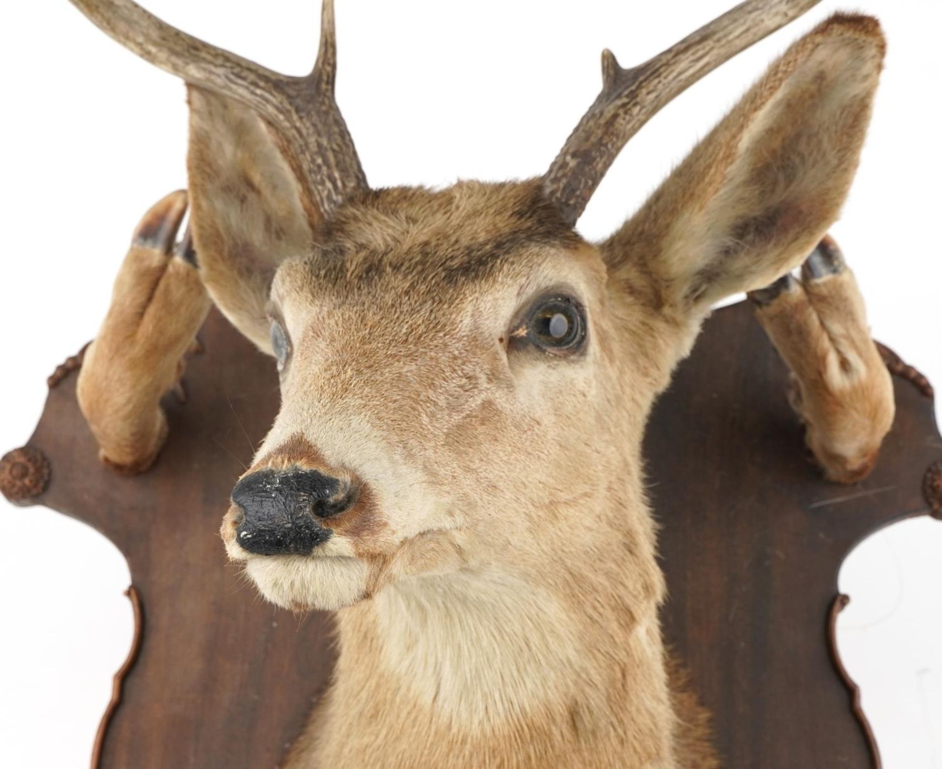 Large taxidermy interest stag's head and hooves mounted on an oak shield shaped back with four - Image 2 of 4