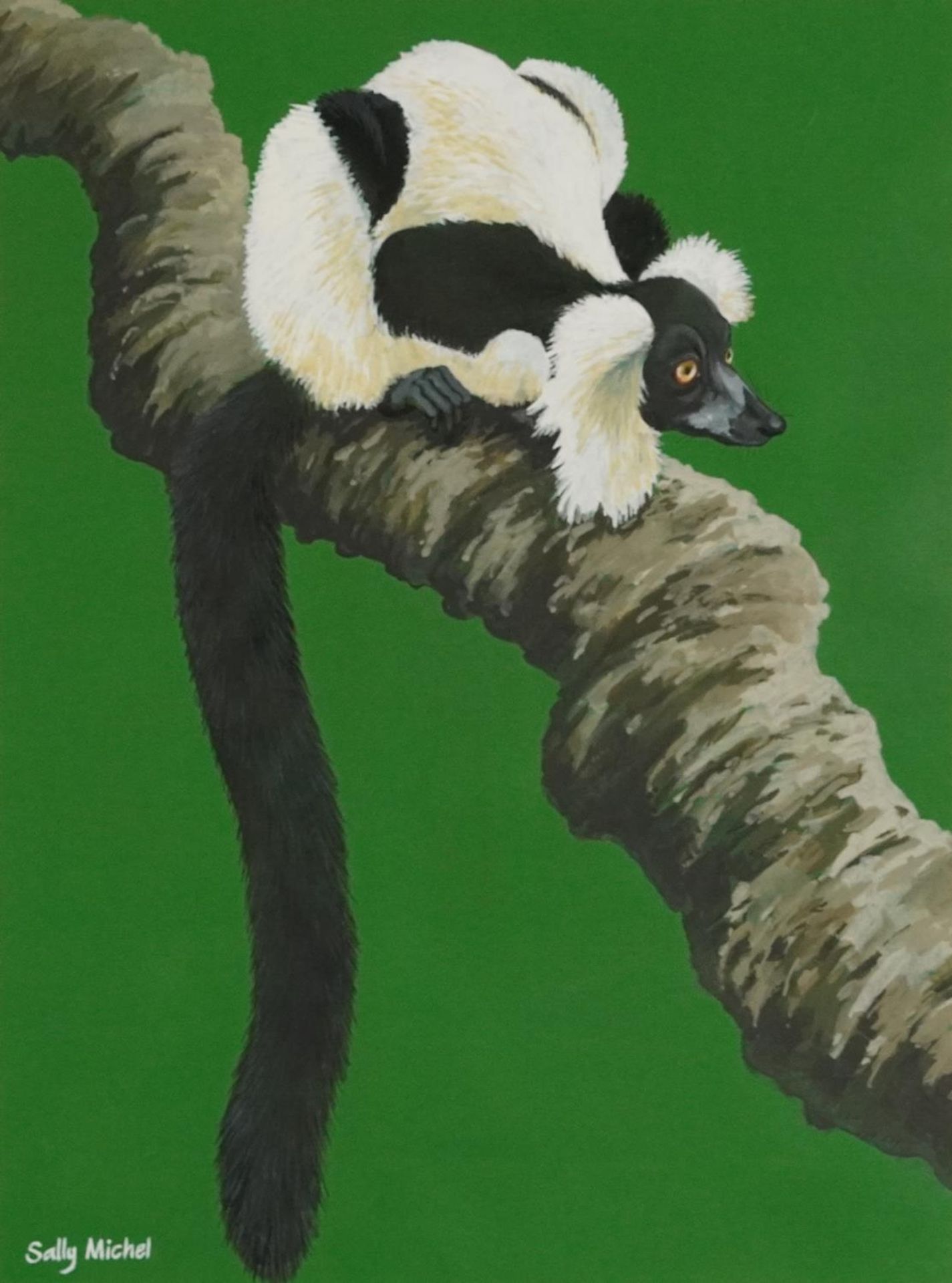 Sally Michel - Black and white ruffled lemur, signed gouache, At the Mall Gallery label verso,