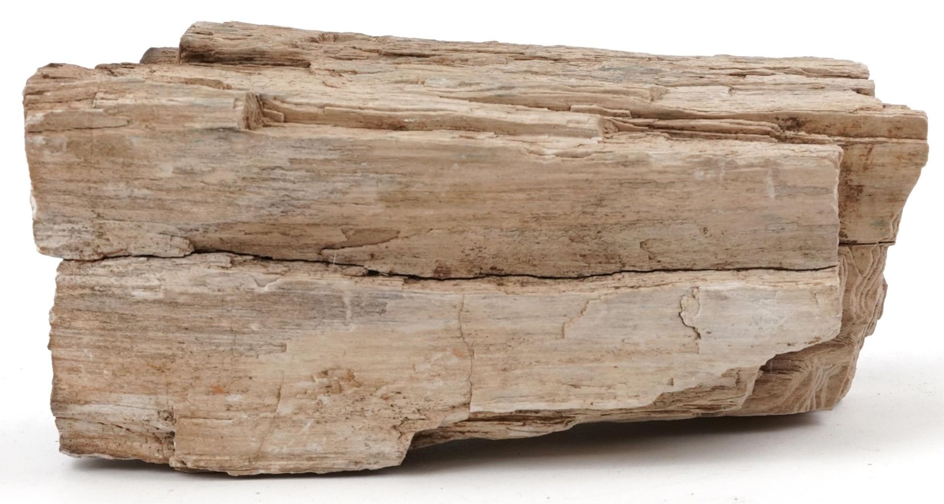 Natural history and geology interest petrified wood specimen, 18cm in length - Image 3 of 3