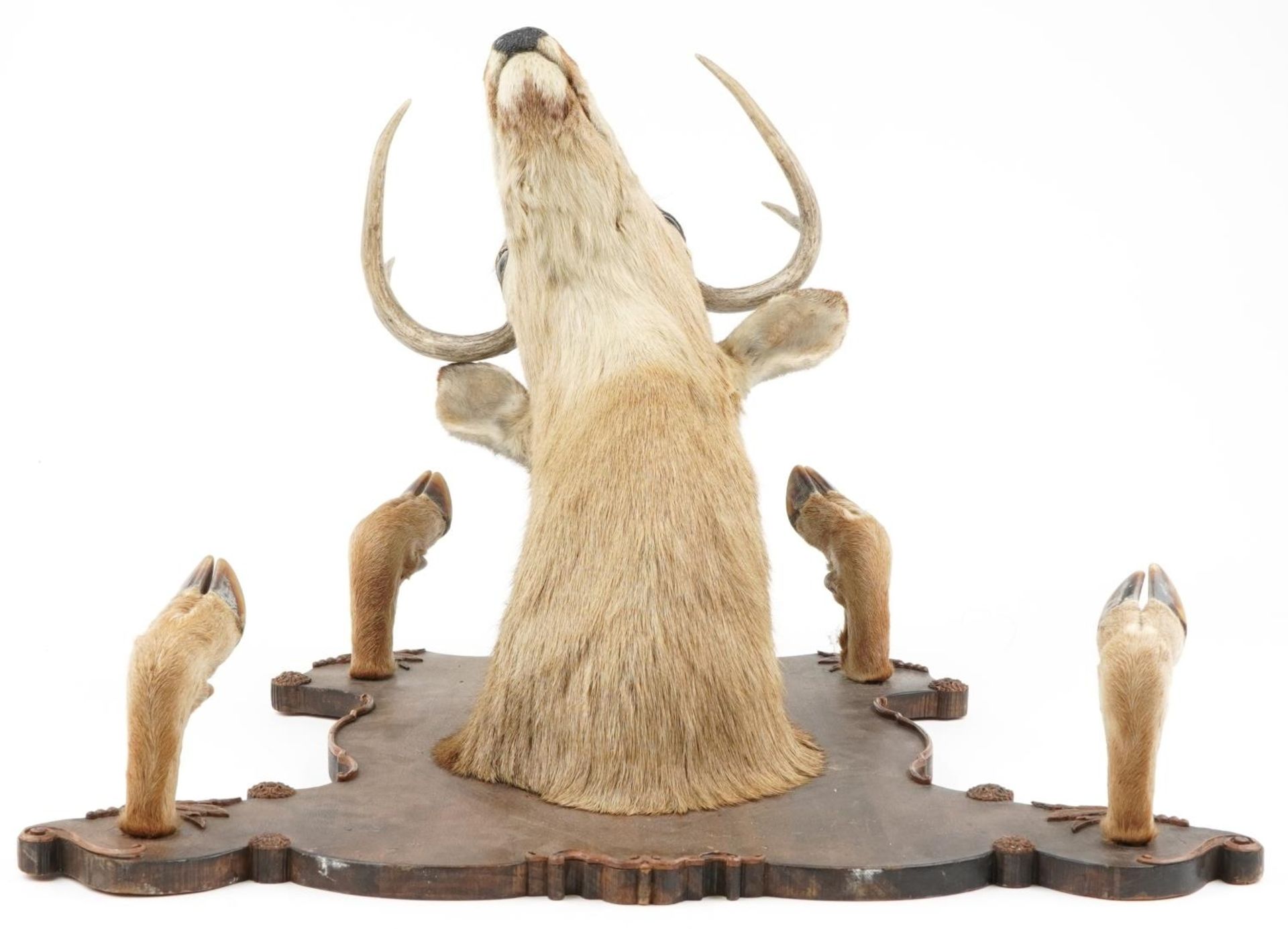 Large taxidermy interest stag's head and hooves mounted on an oak shield shaped back with four - Image 3 of 4