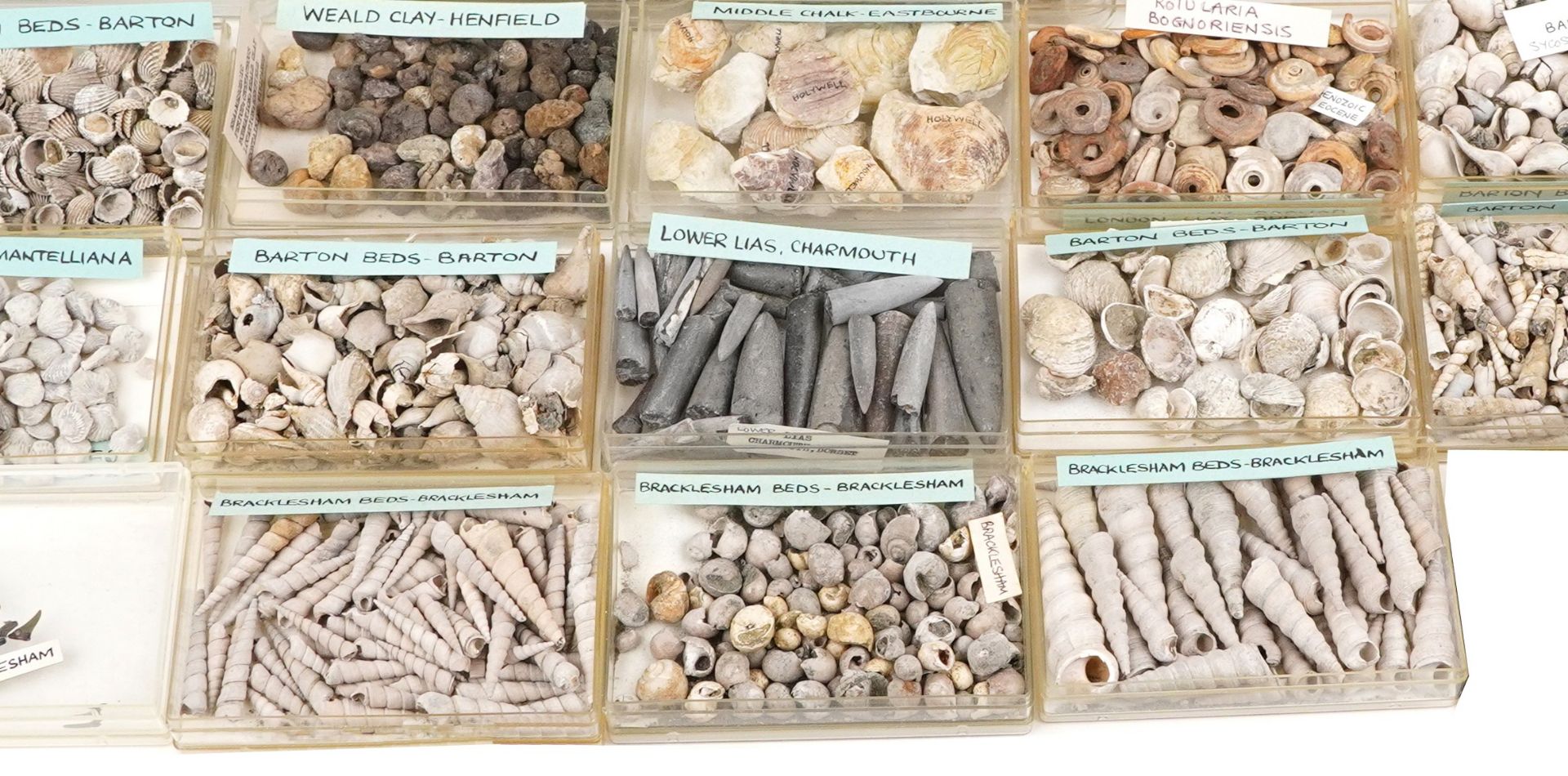 Large collection of Natural history and Geology interest fossils and shells including Orbirhynchia - Image 9 of 10