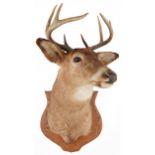Large taxidermy interest stag's head mounted on an oak shield shaped back, overall 95cm high