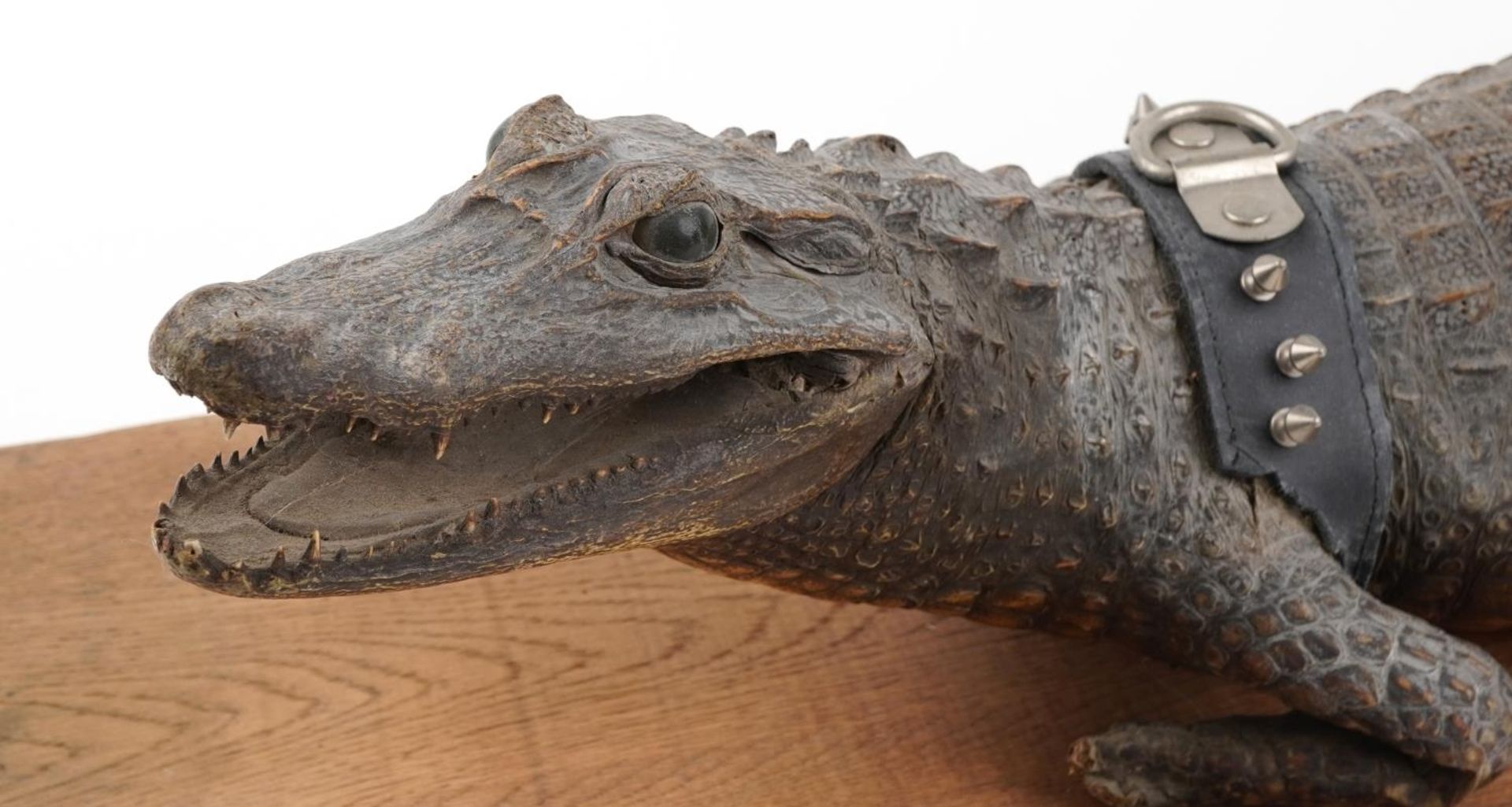 Taxidermy interest crocodile on hardwood base, 94.5cm in length - Image 2 of 3