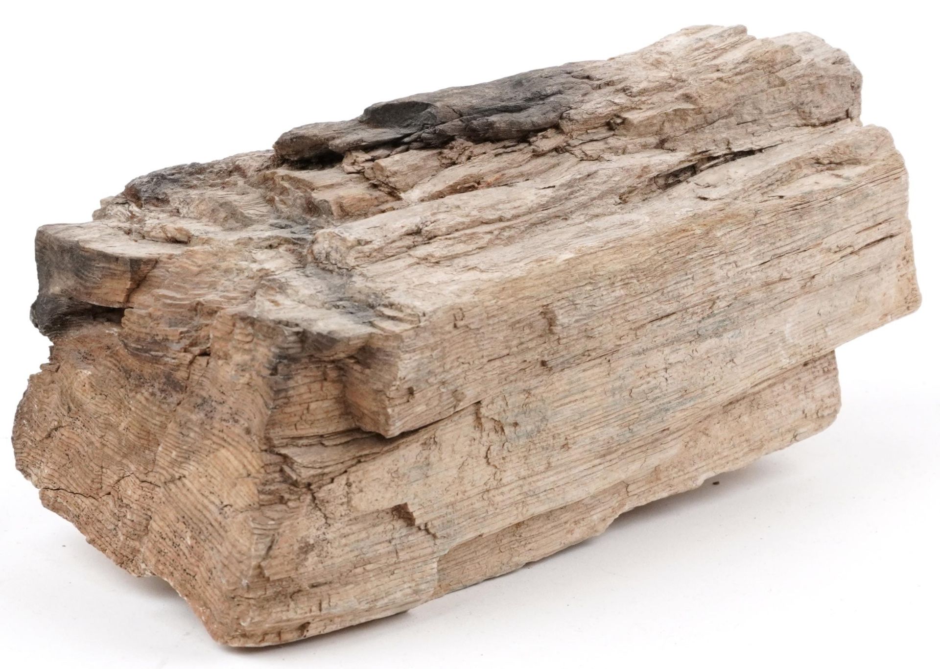 Natural history and geology interest petrified wood specimen, 18cm in length - Image 2 of 3