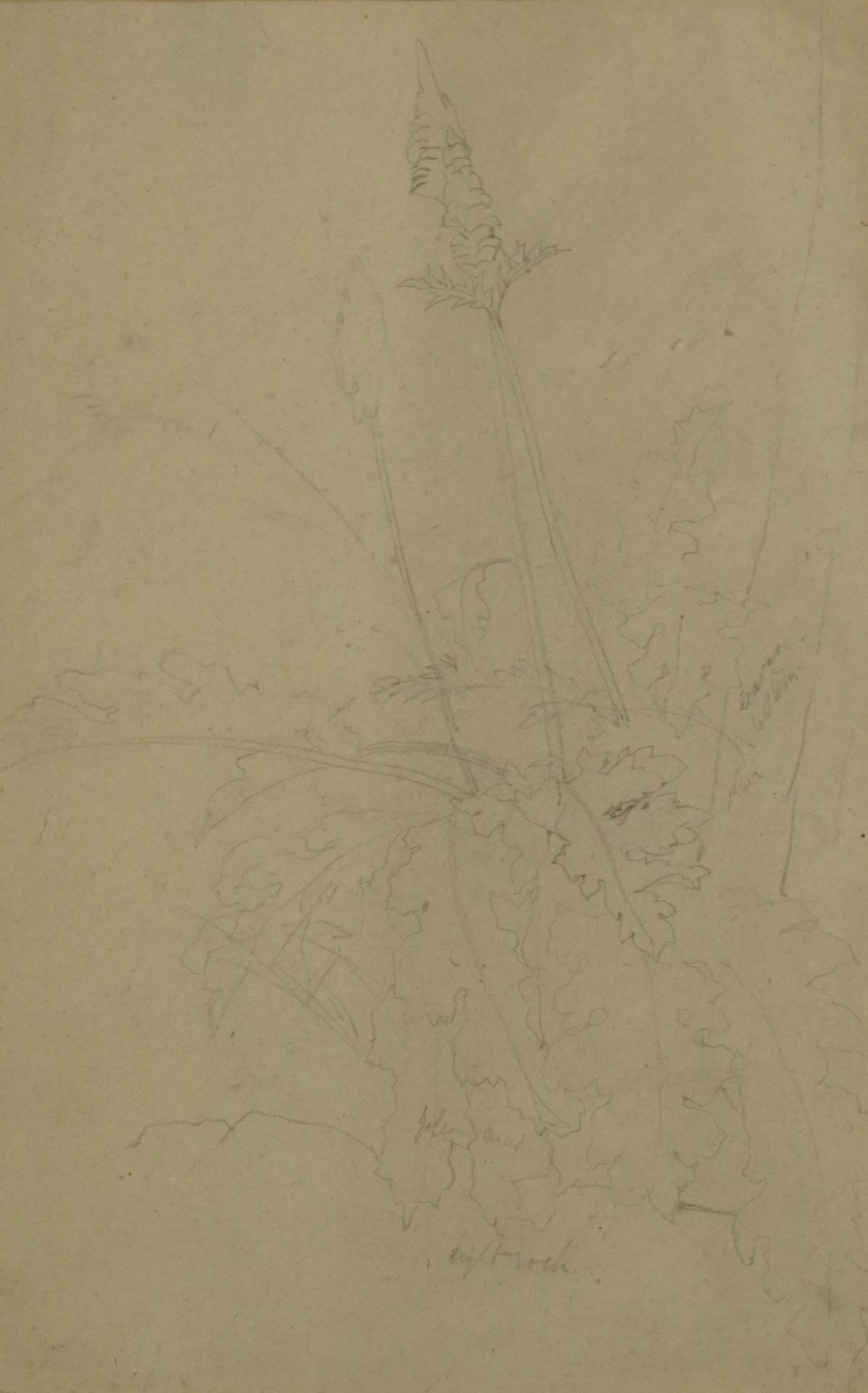 Manner of Edward Lear - Still life flowers, 19th century botanical preliminary pencil sketch with