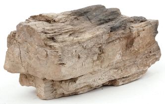 Natural history and geology interest petrified wood specimen, 18cm in length