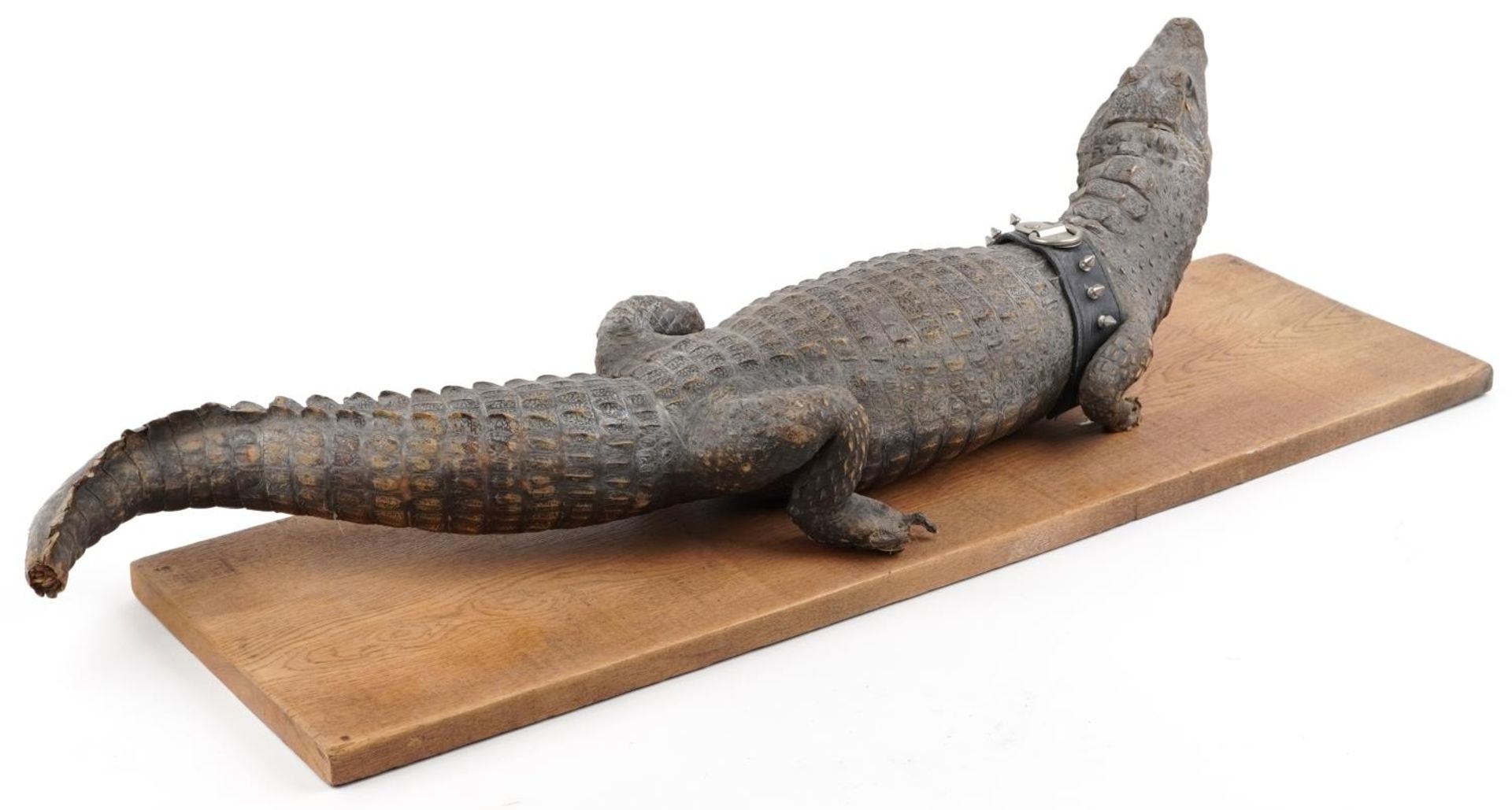 Taxidermy interest crocodile on hardwood base, 94.5cm in length - Image 3 of 3