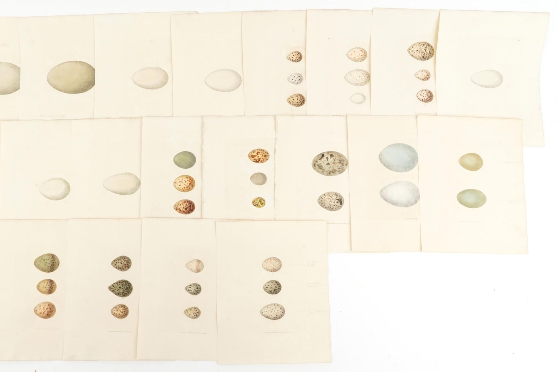 Book plates of bird's eggs with annotations, each 28cm x 23cm - Bild 3 aus 3