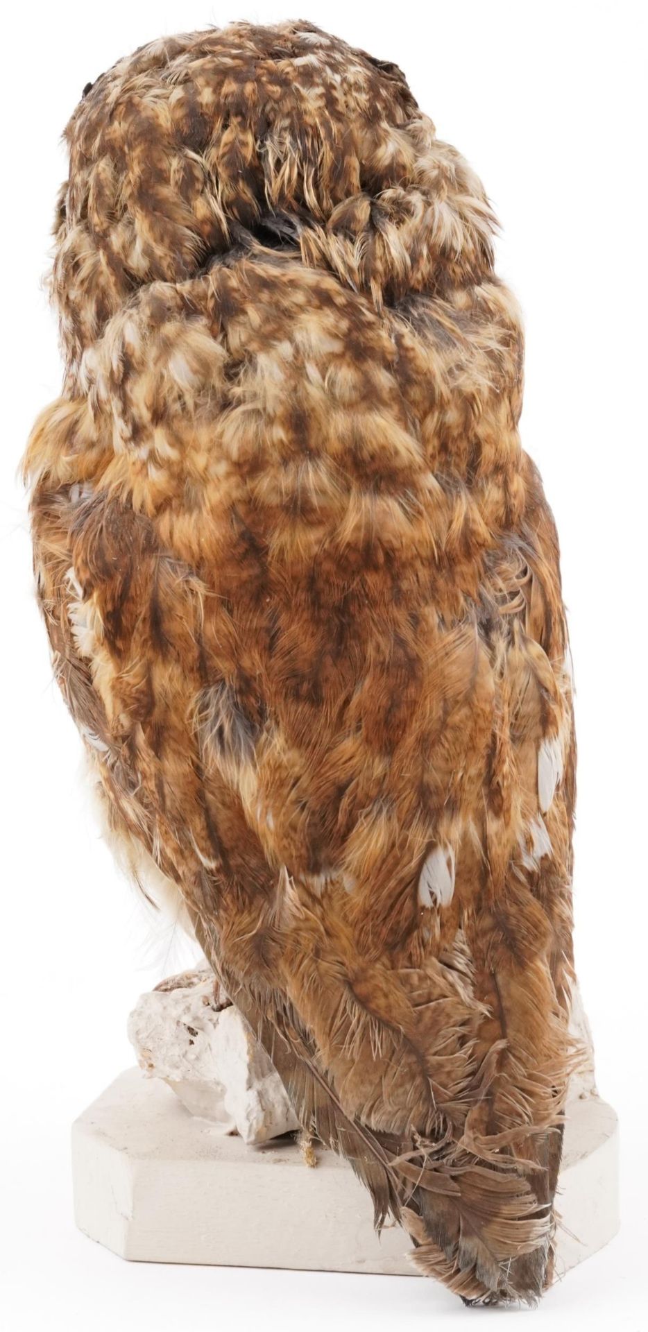 Taxidermy interest tawny owl, 32cm high - Bild 2 aus 3