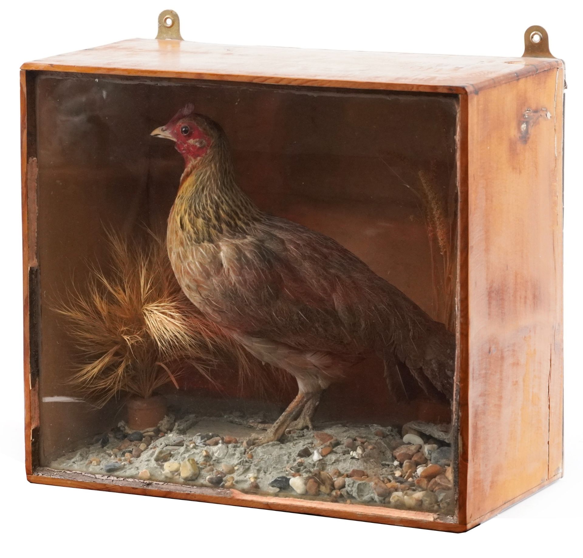 Taxidermy interest bantam chicken housed in a glazed pine display case with naturalistic setting,