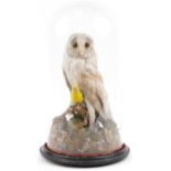 Taxidermy interest barn owl under a glass dome, 48cm high