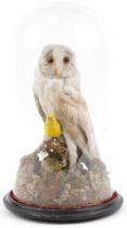 Taxidermy interest barn owl under a glass dome, 48cm high