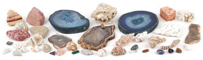 Natural history and geology interest stone specimens, shells and corals including agate, tiger's eye