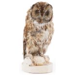 Taxidermy interest tawny owl, 32cm high