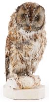Taxidermy interest tawny owl, 32cm high