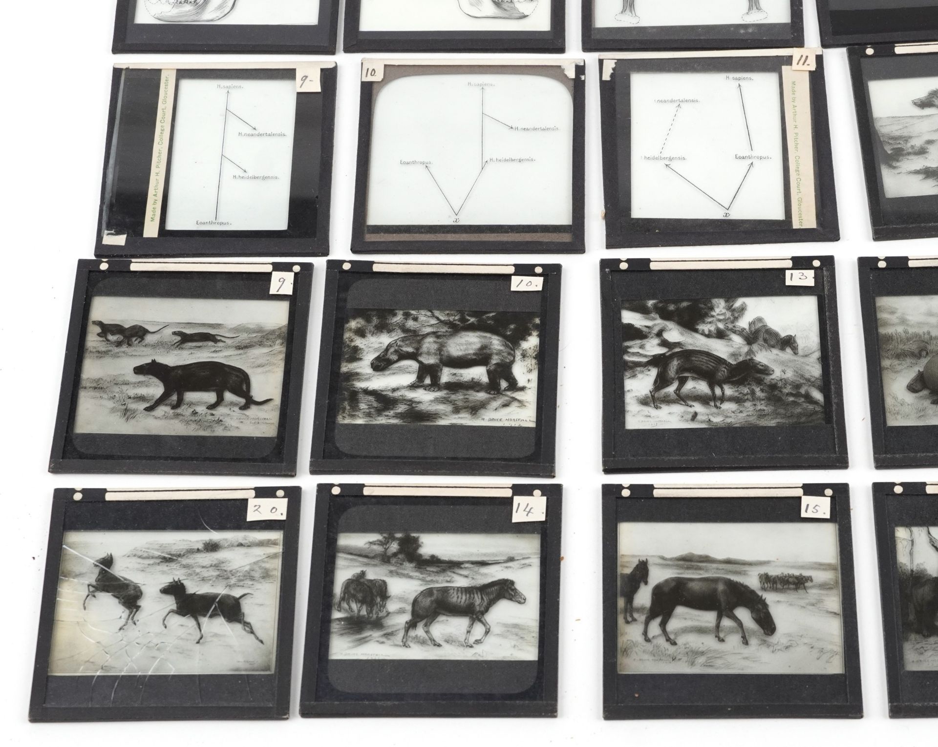 Collection of natural history interest magic lantern glass slides including various animals and - Image 4 of 5