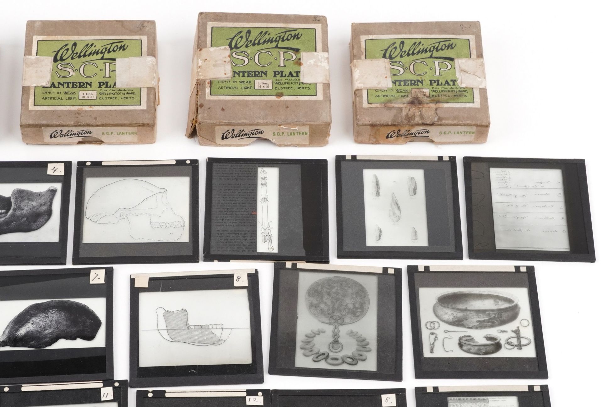 Collection of natural history interest magic lantern glass slides including various animals and - Image 3 of 5