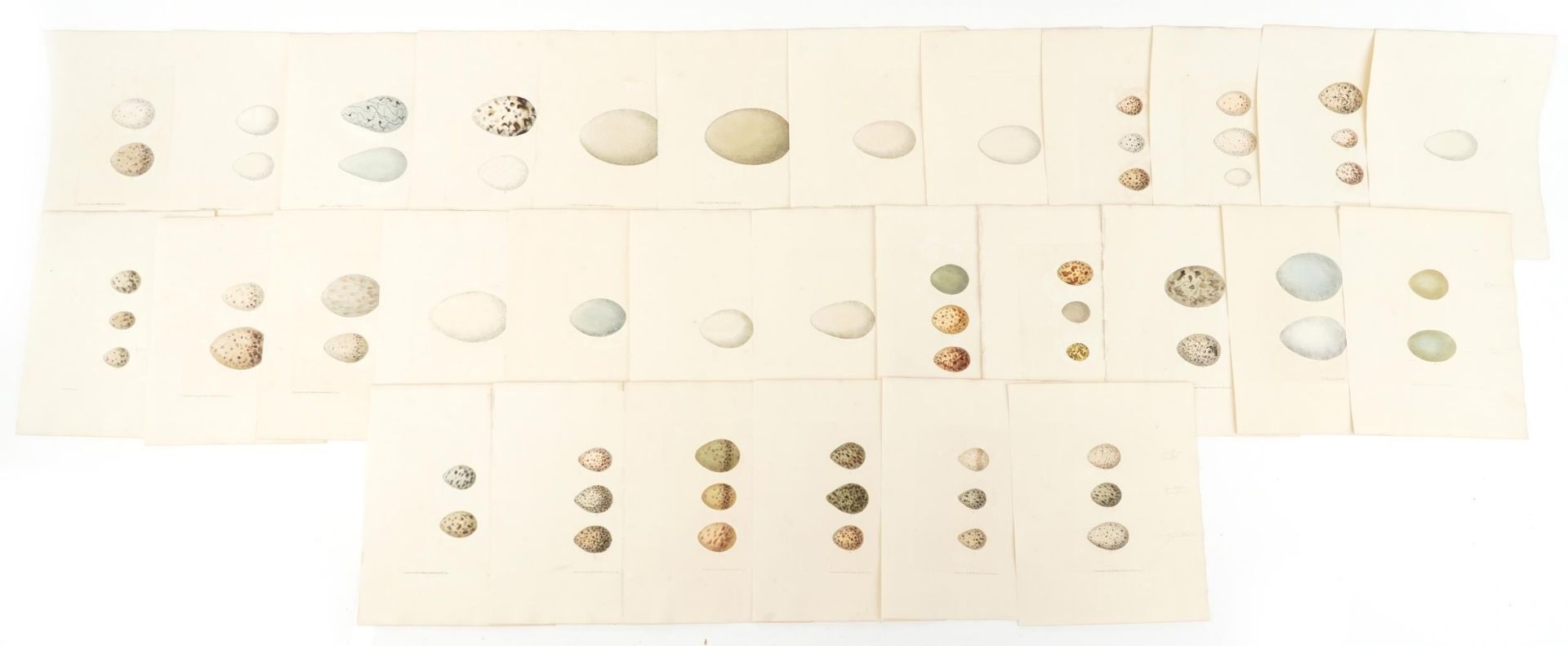 Book plates of bird's eggs with annotations, each 28cm x 23cm