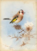 Archibald Thorburn - Goldfinch on a thistle, watercolour, New Year card sent to me by Archibald