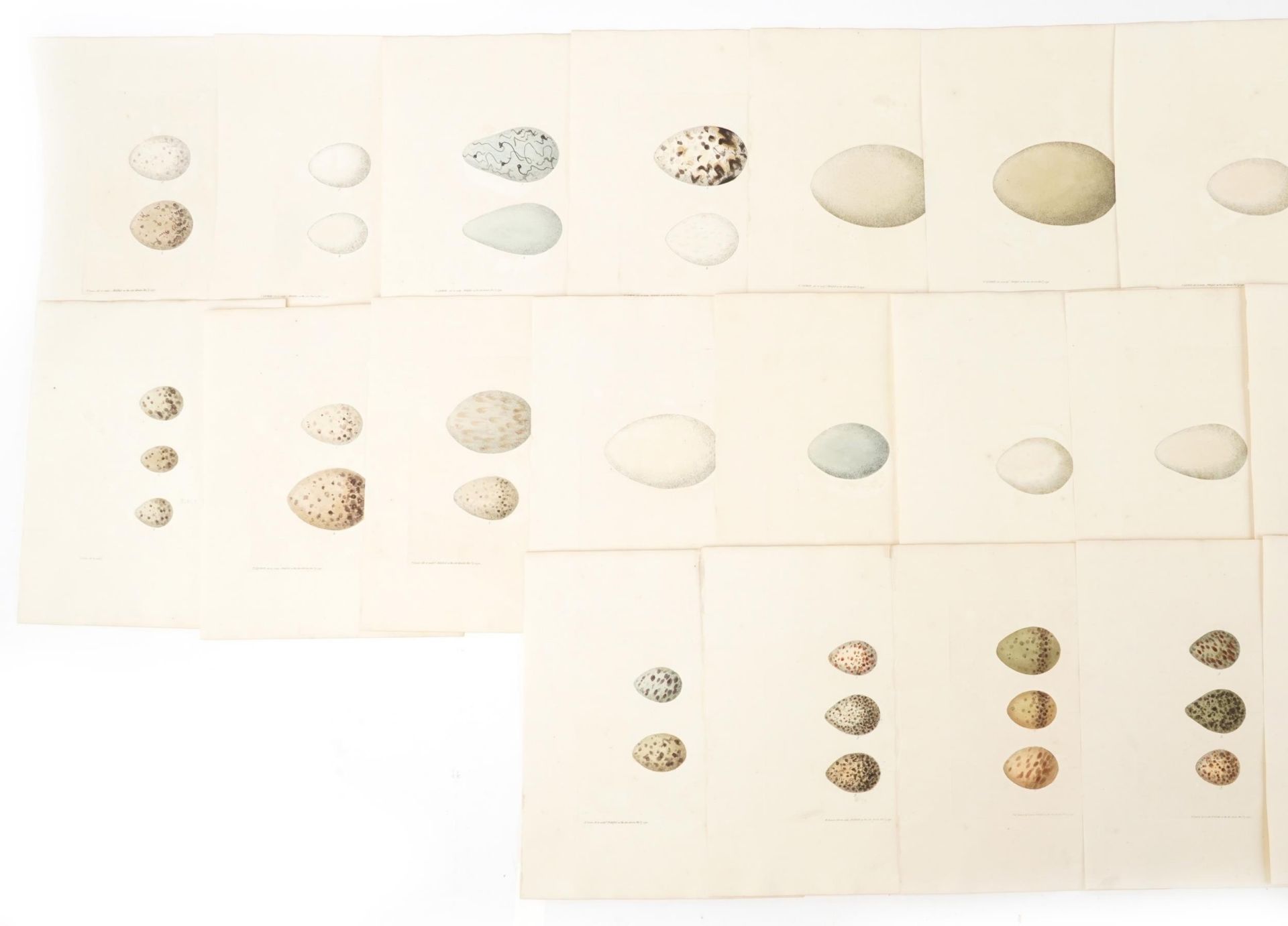 Book plates of bird's eggs with annotations, each 28cm x 23cm - Bild 2 aus 3