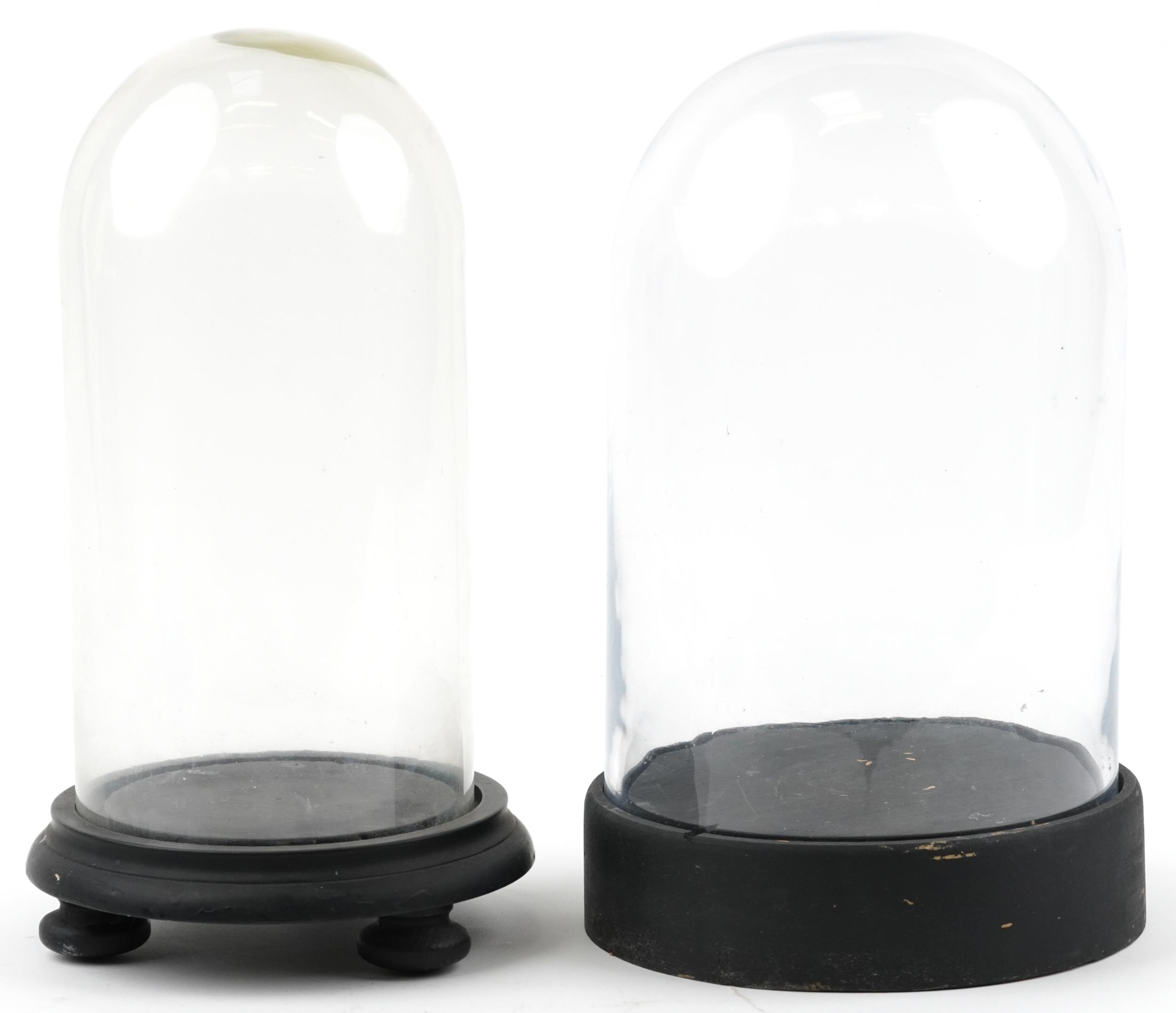 Two taxidermy or clock glass domes raised on ebonised stands, the largest overall 35.5cm high