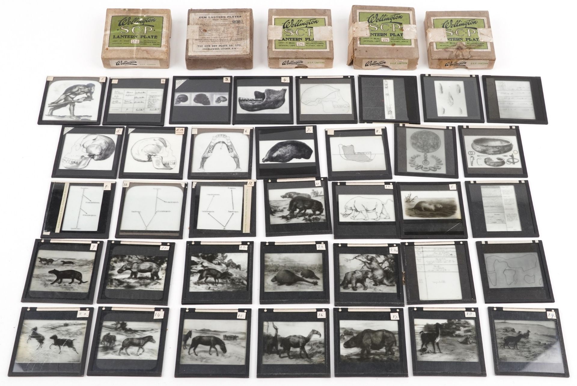 Collection of natural history interest magic lantern glass slides including various animals and
