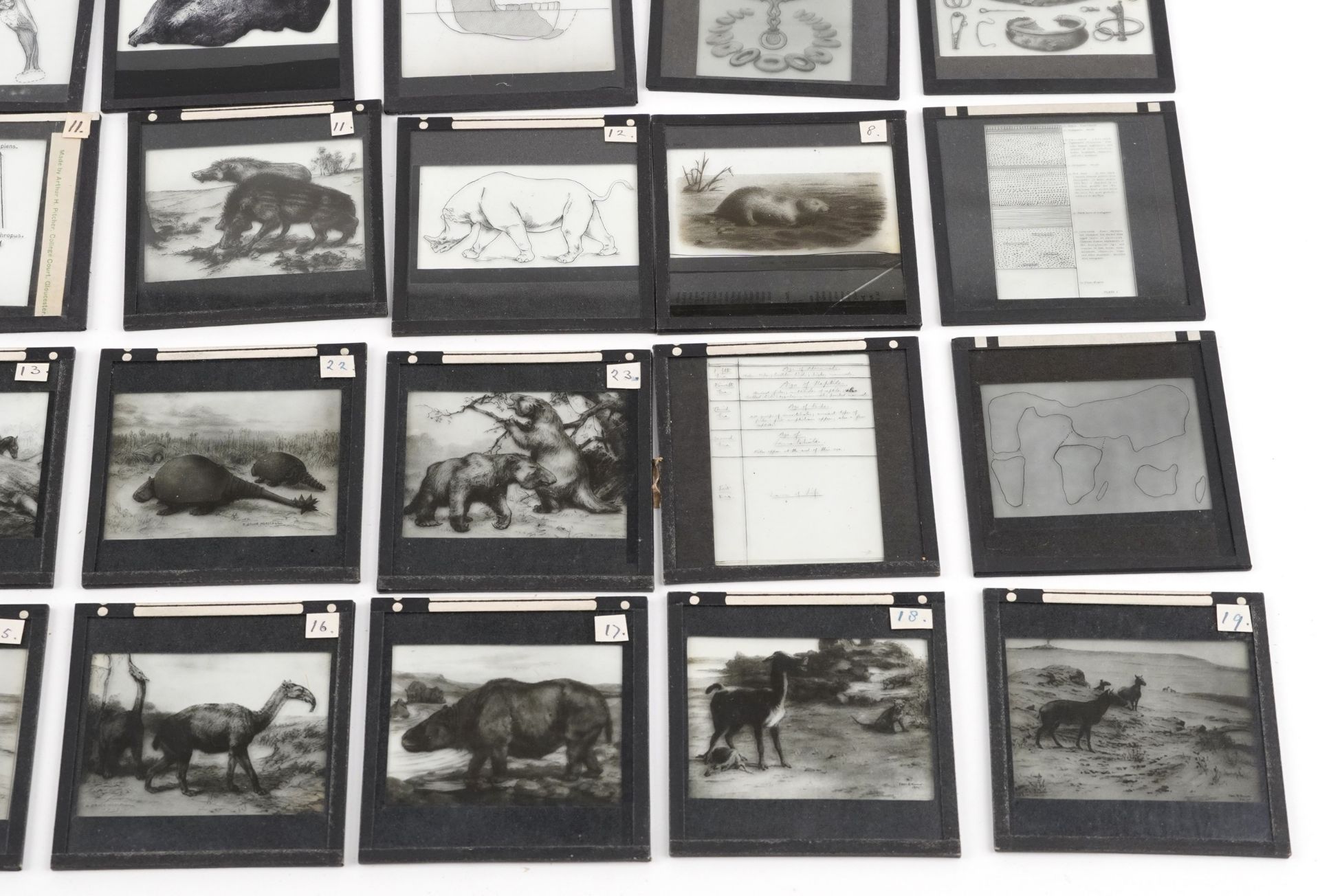 Collection of natural history interest magic lantern glass slides including various animals and - Image 5 of 5