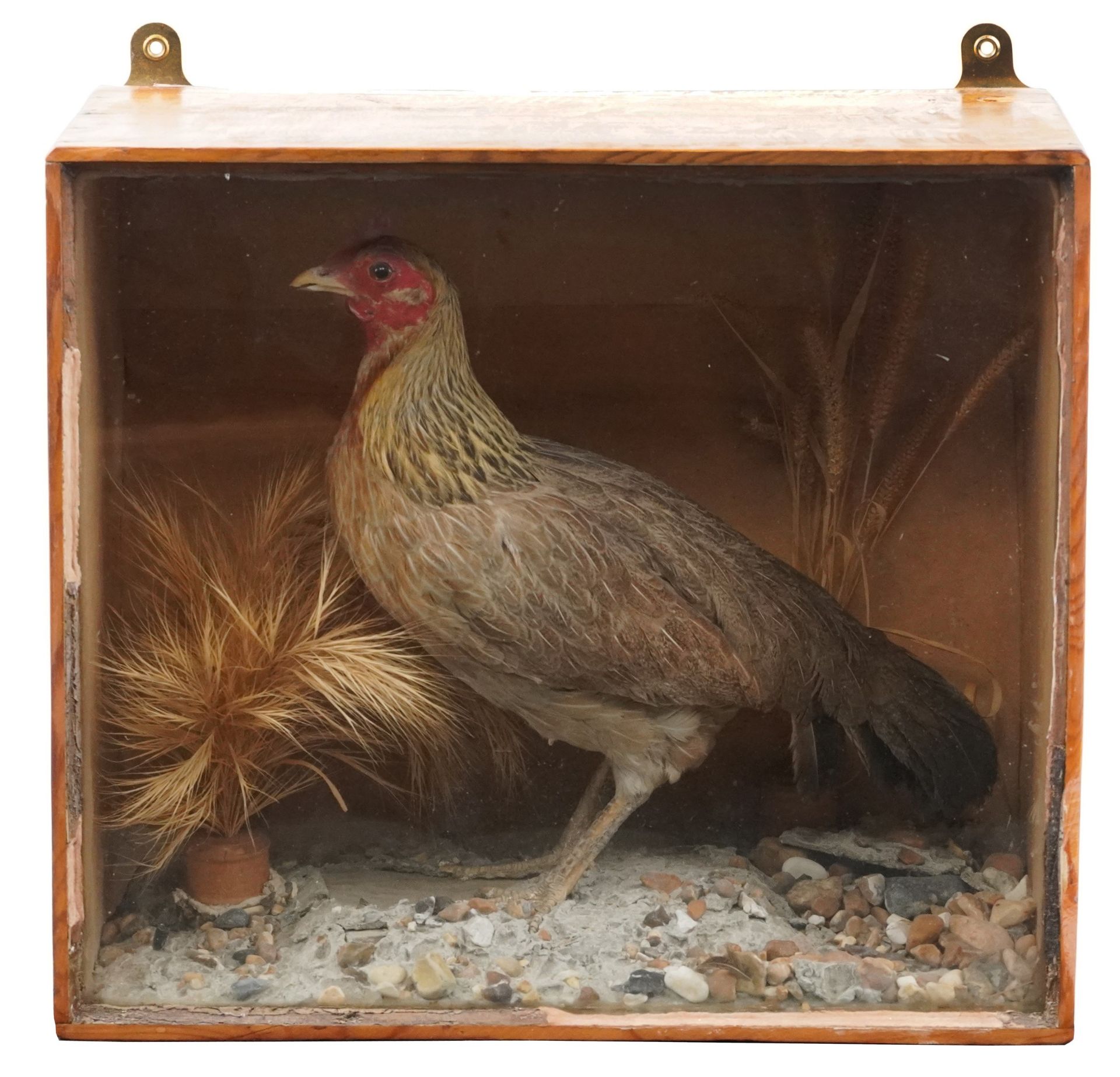 Taxidermy interest bantam chicken housed in a glazed pine display case with naturalistic setting, - Image 2 of 4