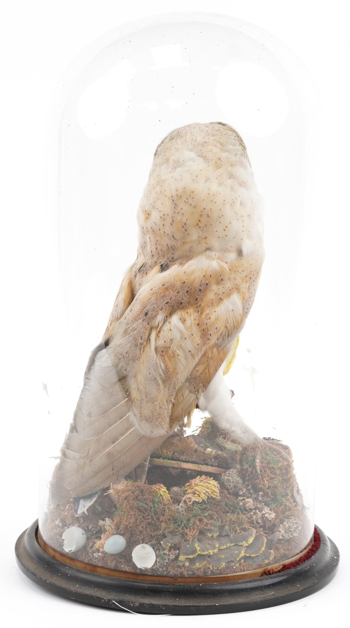 Taxidermy interest barn owl under a glass dome, 48cm high - Image 2 of 2