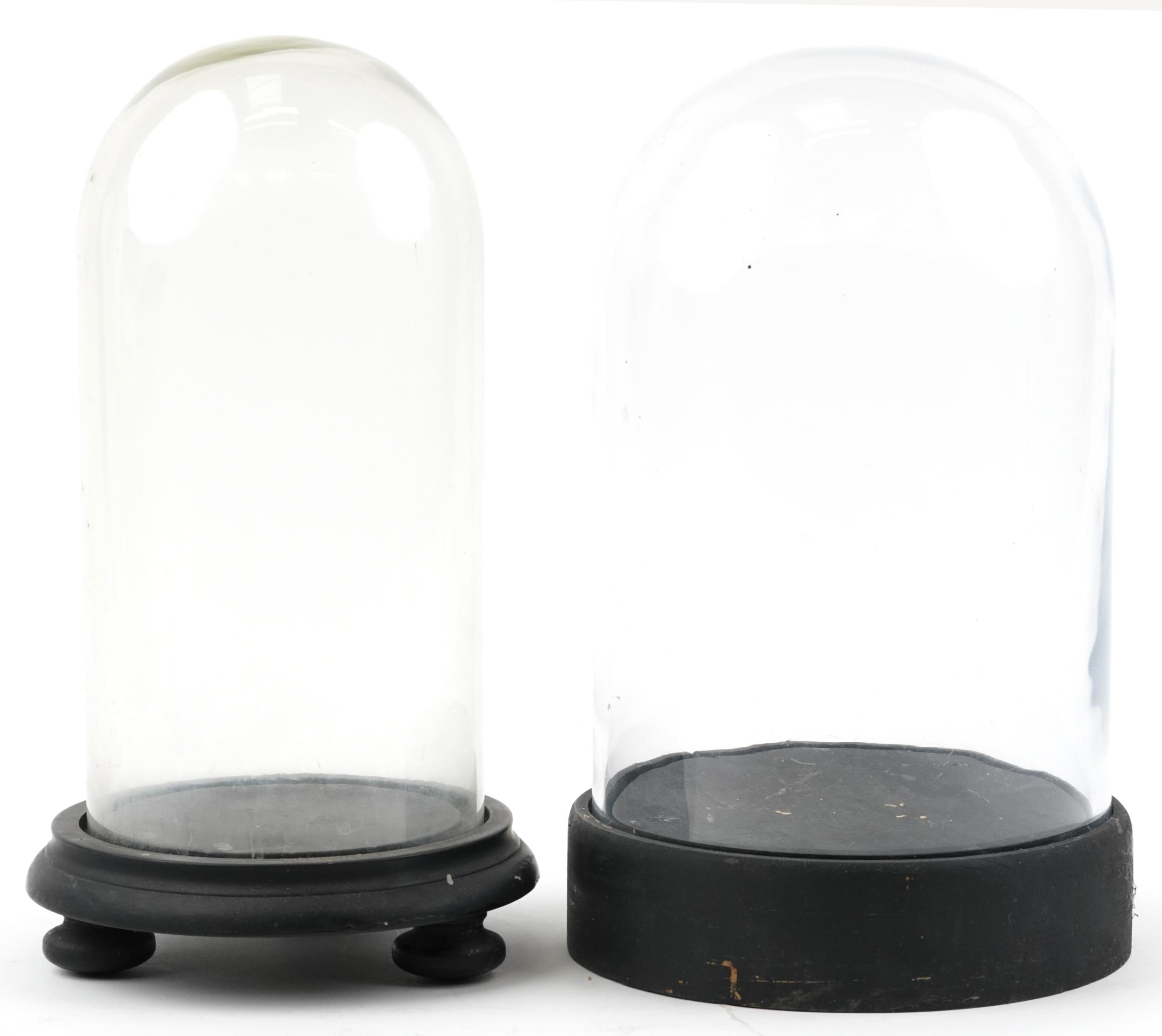 Two taxidermy or clock glass domes raised on ebonised stands, the largest overall 35.5cm high - Image 2 of 3