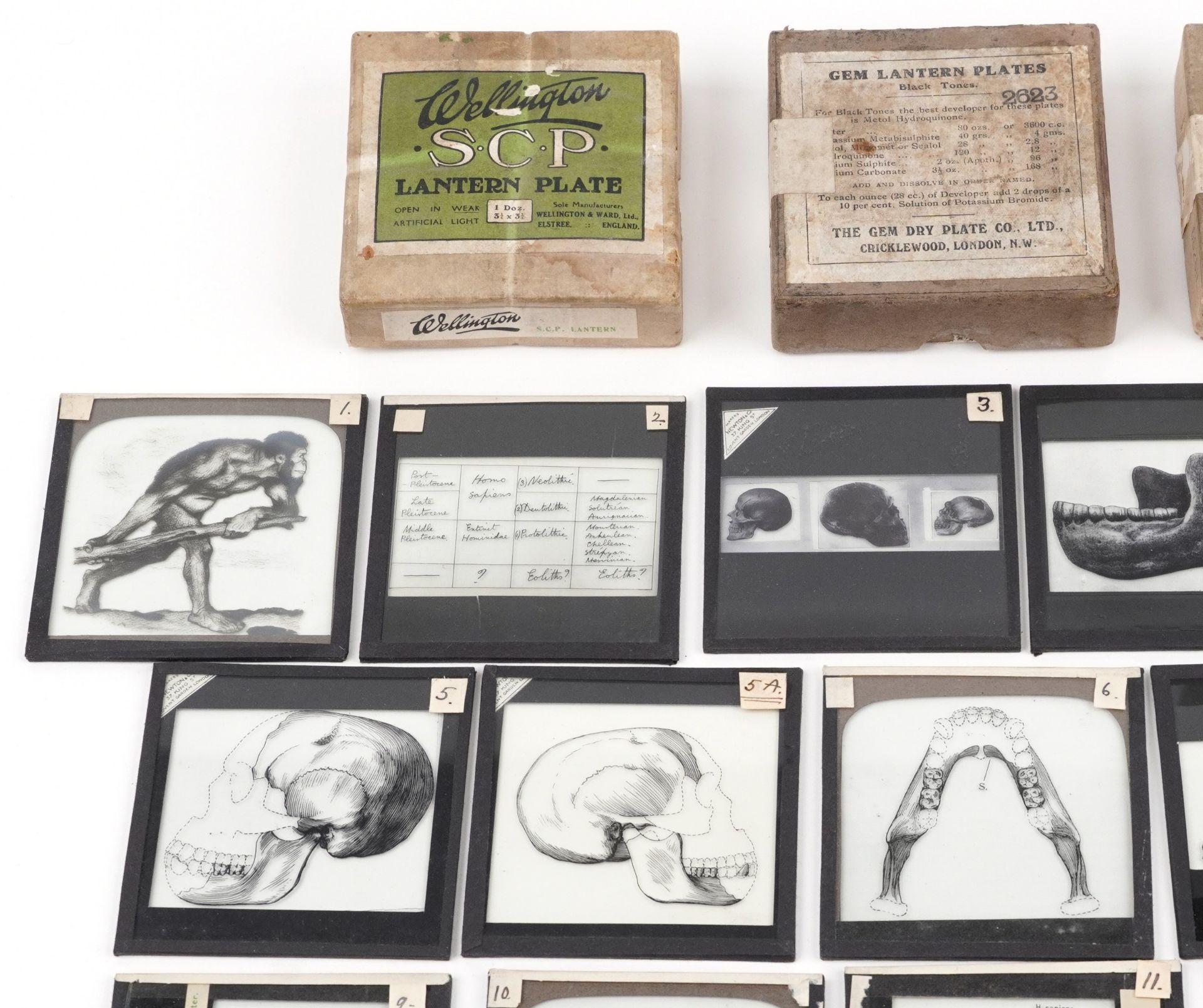 Collection of natural history interest magic lantern glass slides including various animals and - Bild 2 aus 5