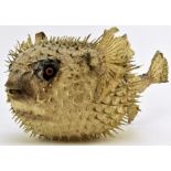 TAXIDERMY / NATURAL HISTORY - VINTAGE PORCUPINE PUFFER FISH